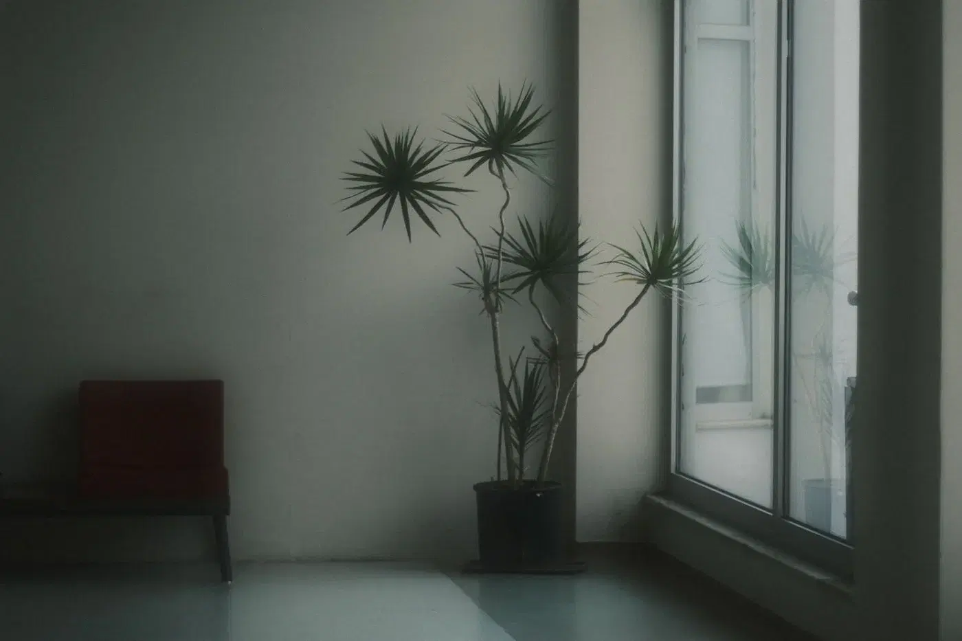 A tall plant beside a window in a bright, empty room